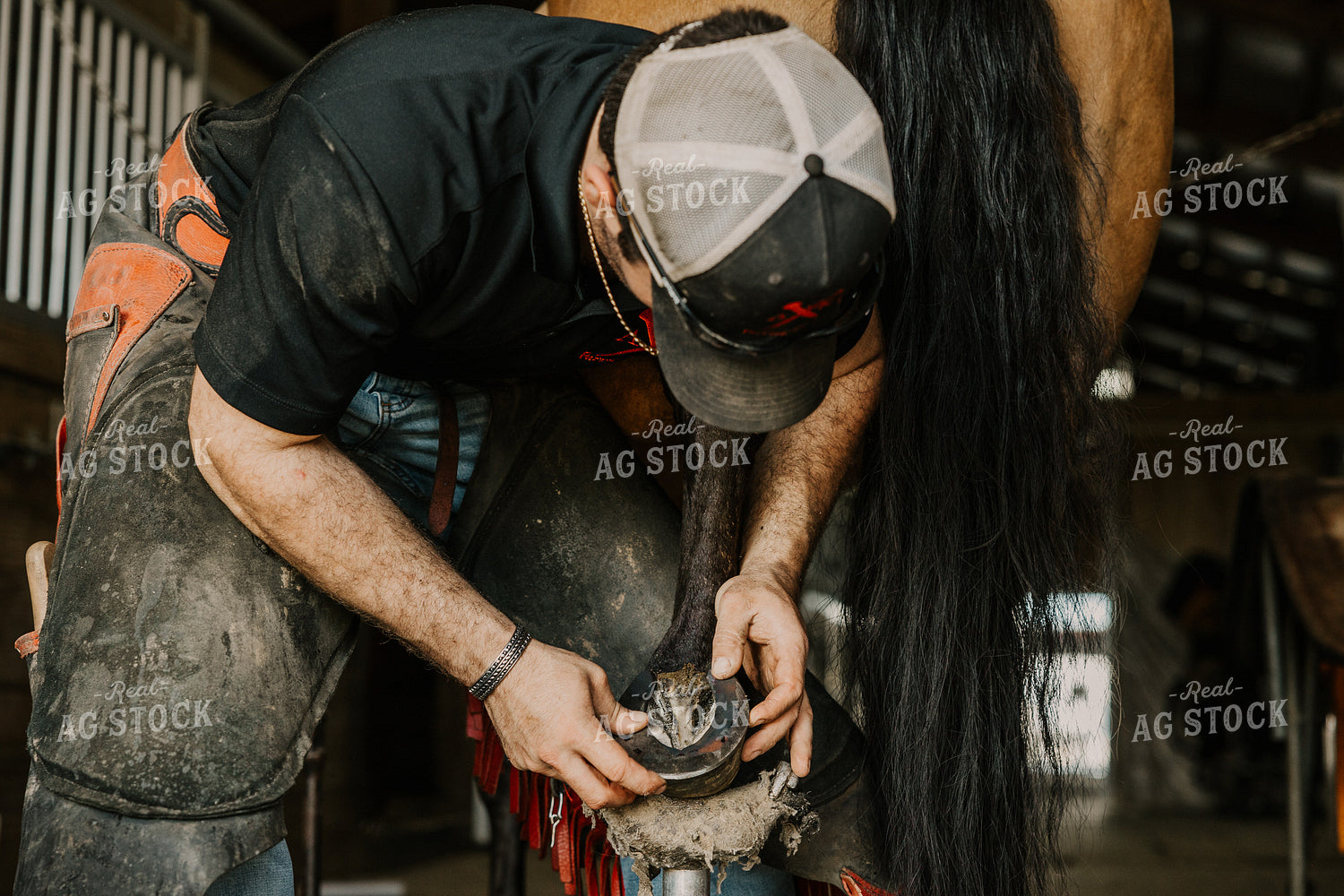 Farrier Fitting Horseshoes 52715