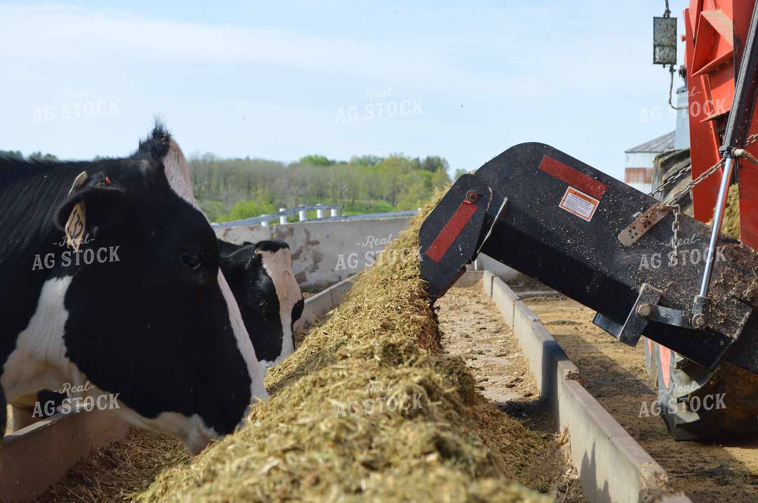Feeding Cattle Total Mixed Ration 206008