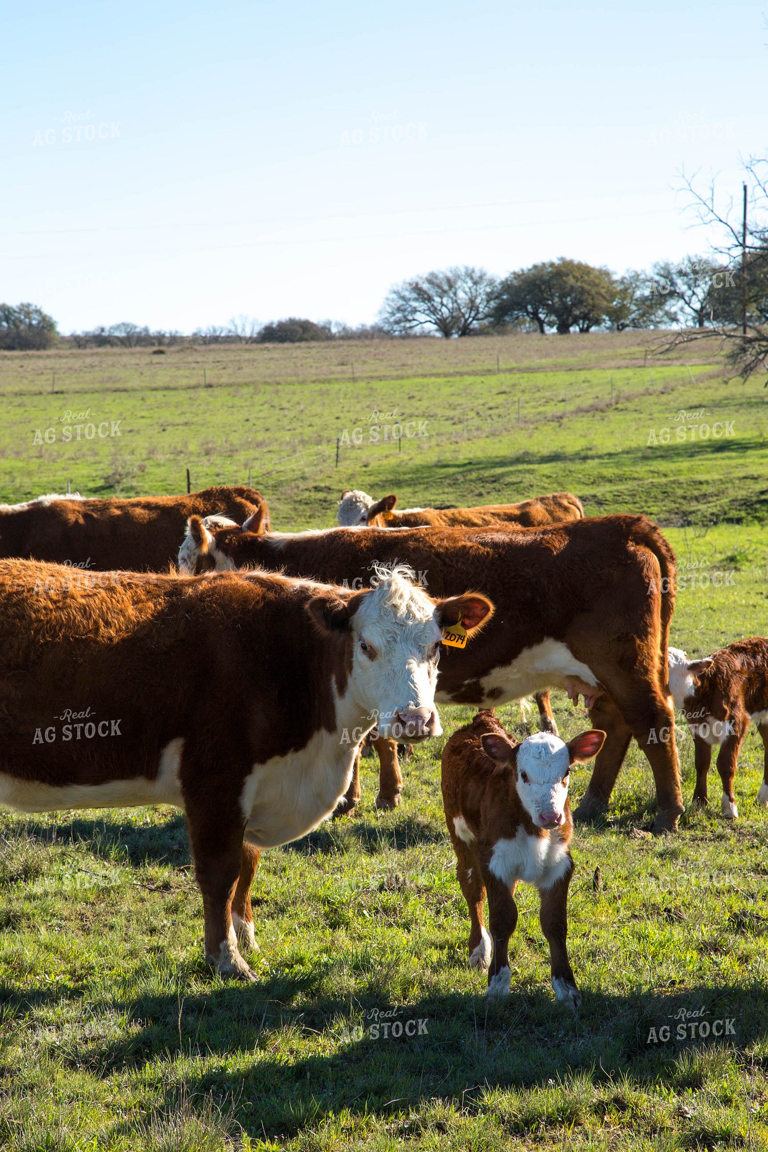 Hereford Cows and Calves 161020