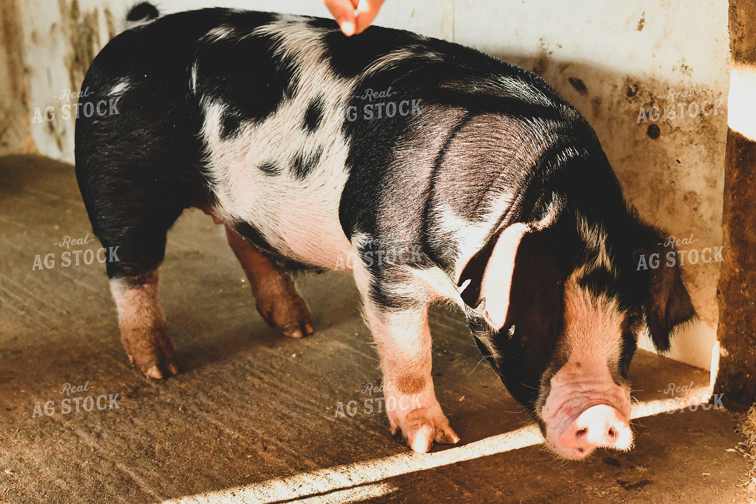 Pig on Concrete Floor 86021