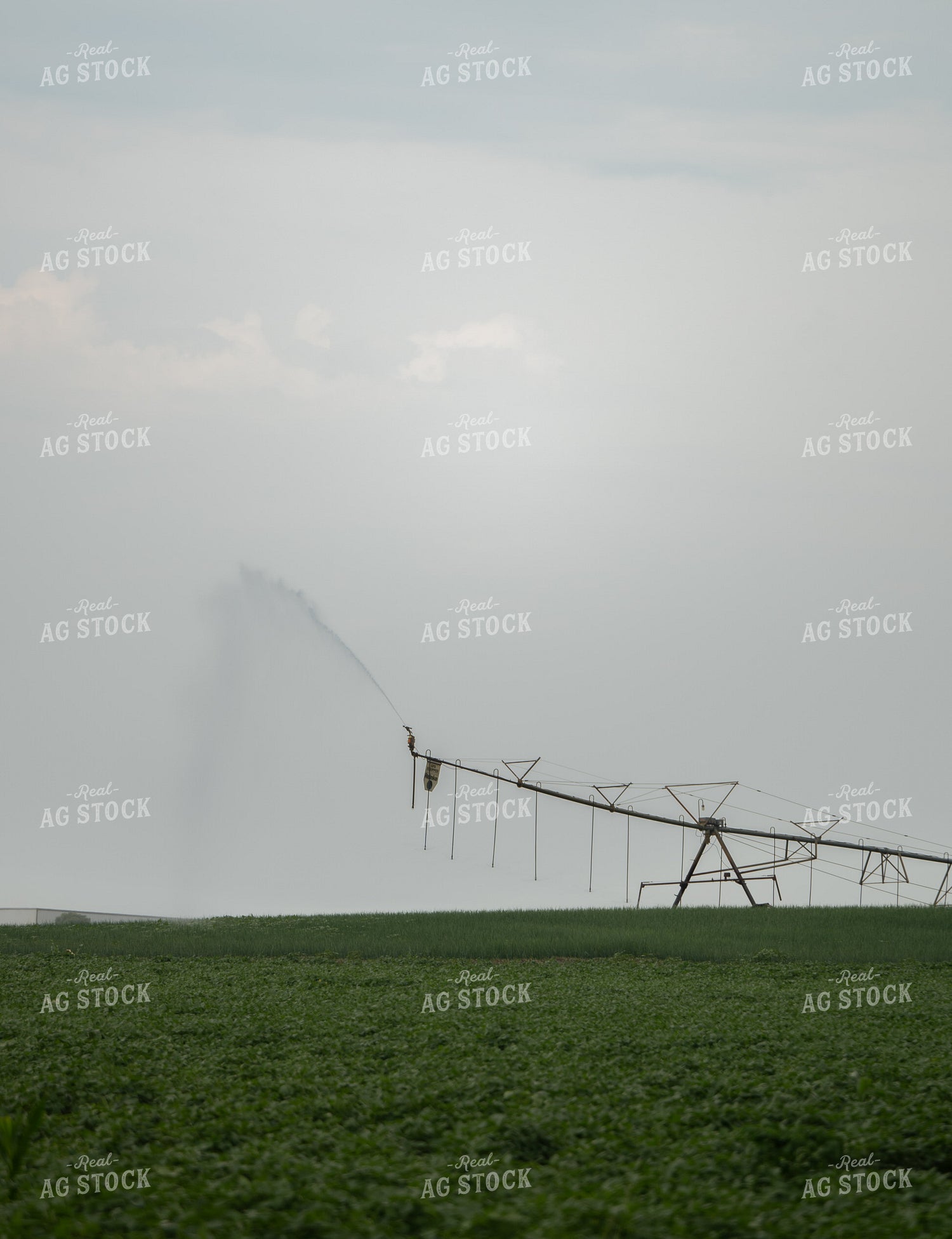 Irrigated Alfalfa Field 185141