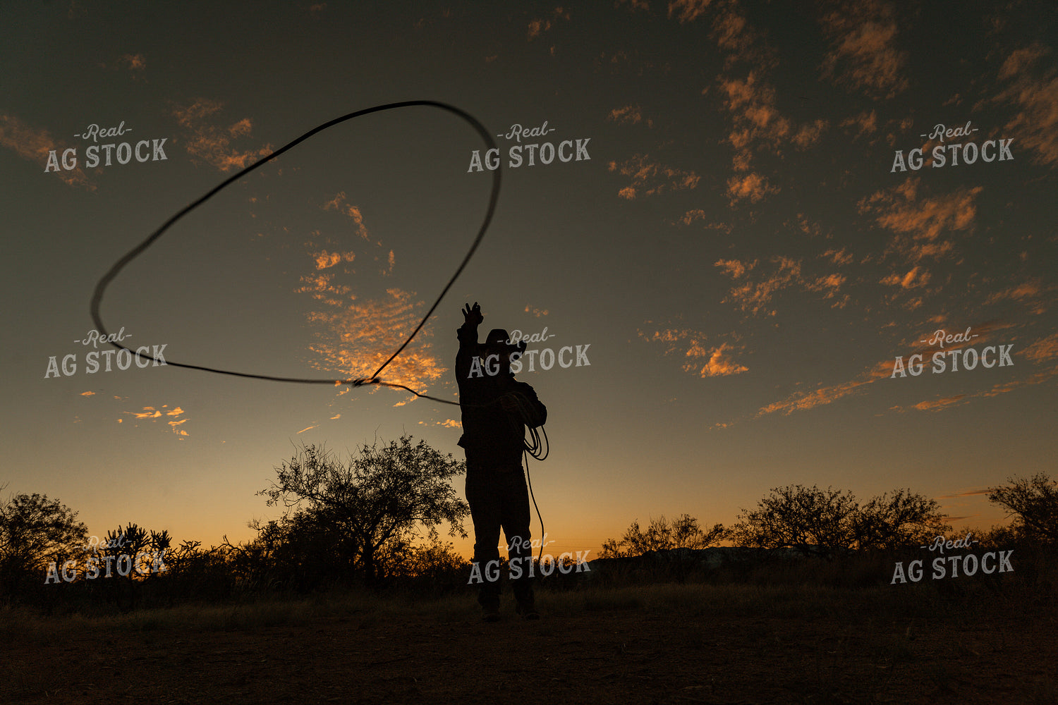 Roping 58241
