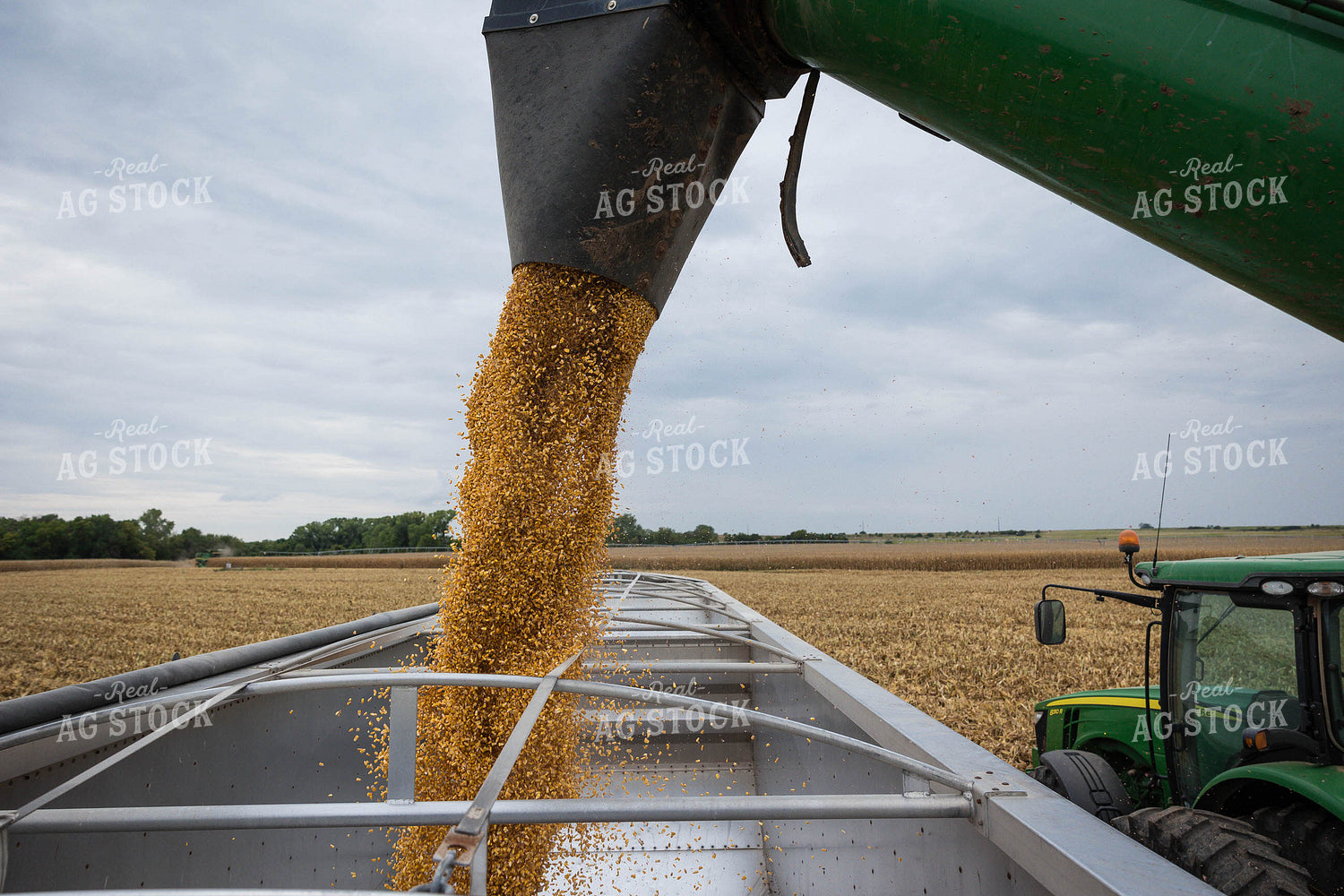 Corn Harvest 219041