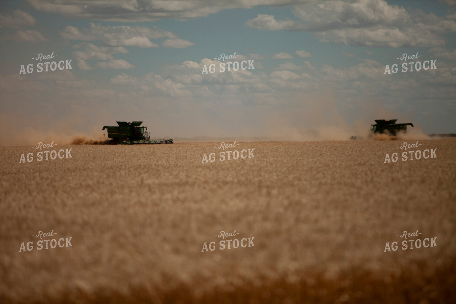 Wheat 2143