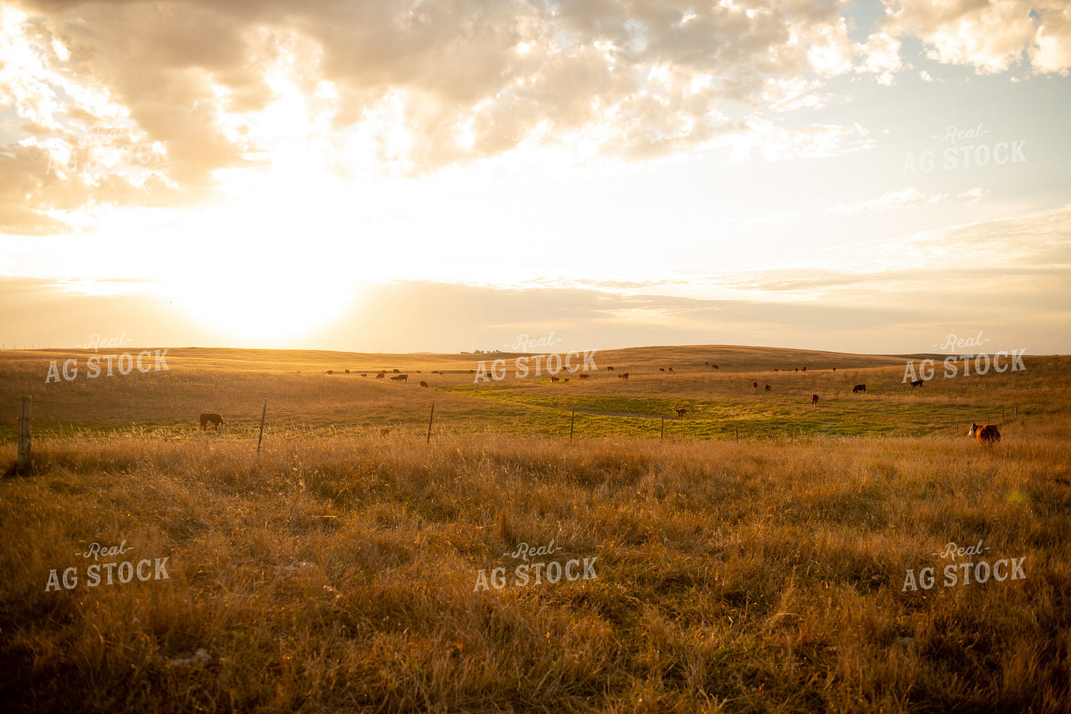 Scenic Pasture 212029