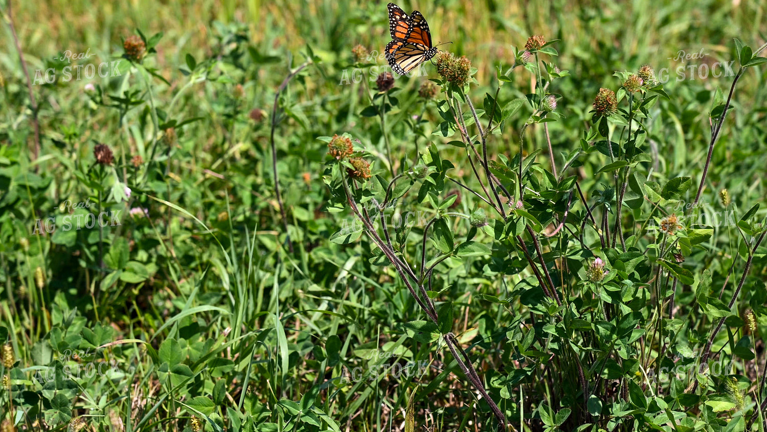 Butterfly Collecting Nectar and Pollen from Wildflowers on CRP Land 25072