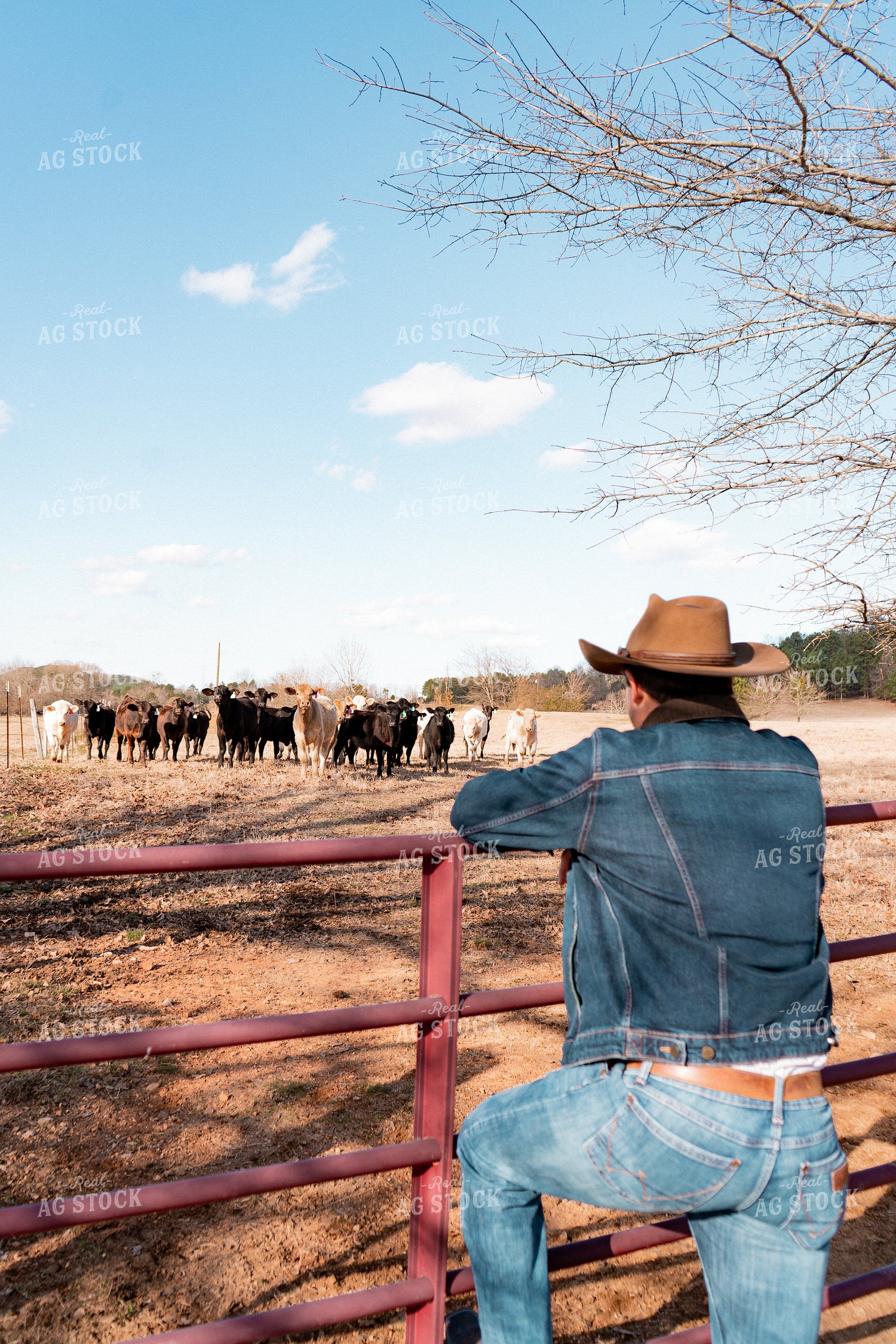 Rancher Watching Cattle in Pasture 128000