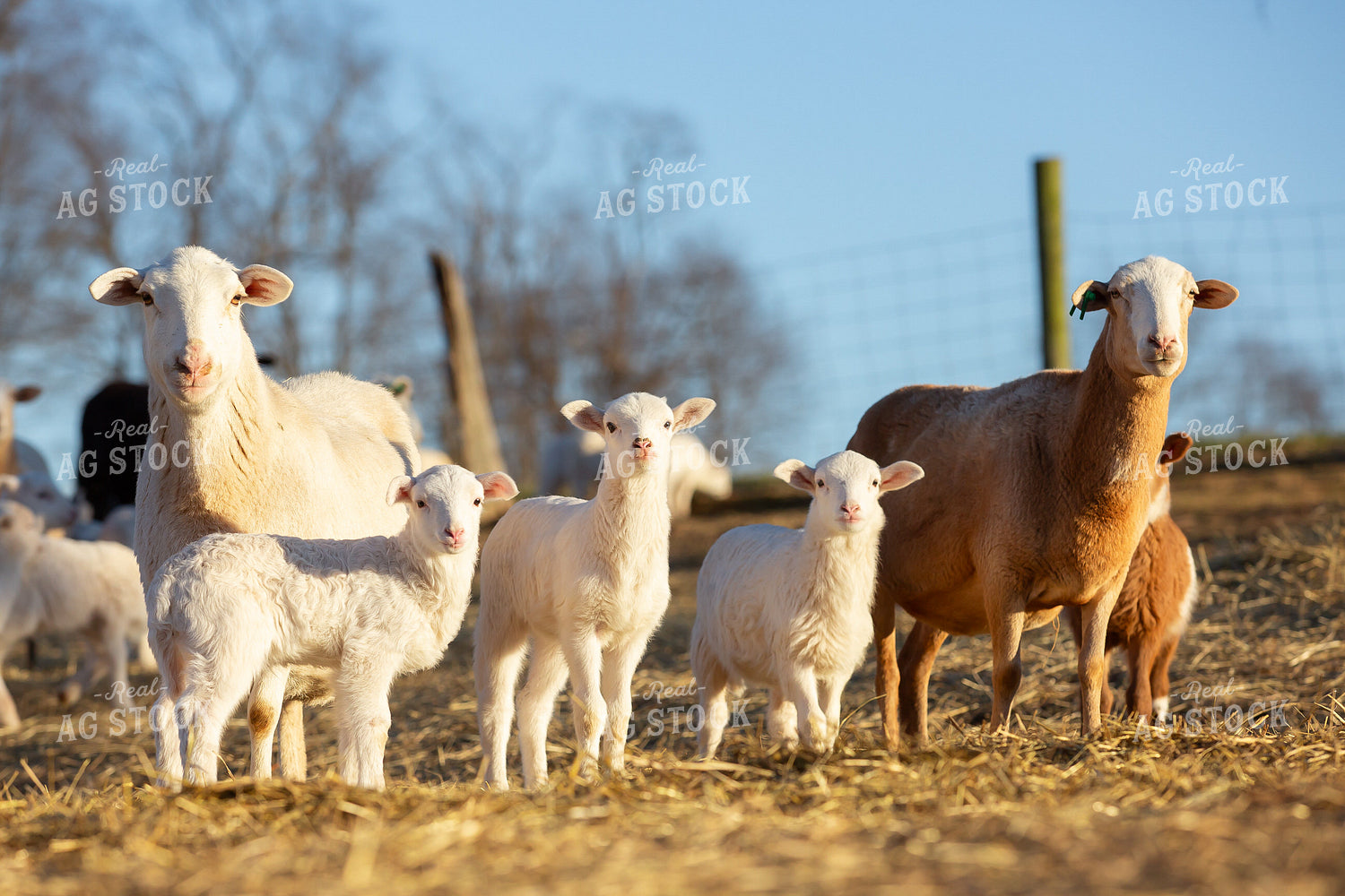 Sheep 270265