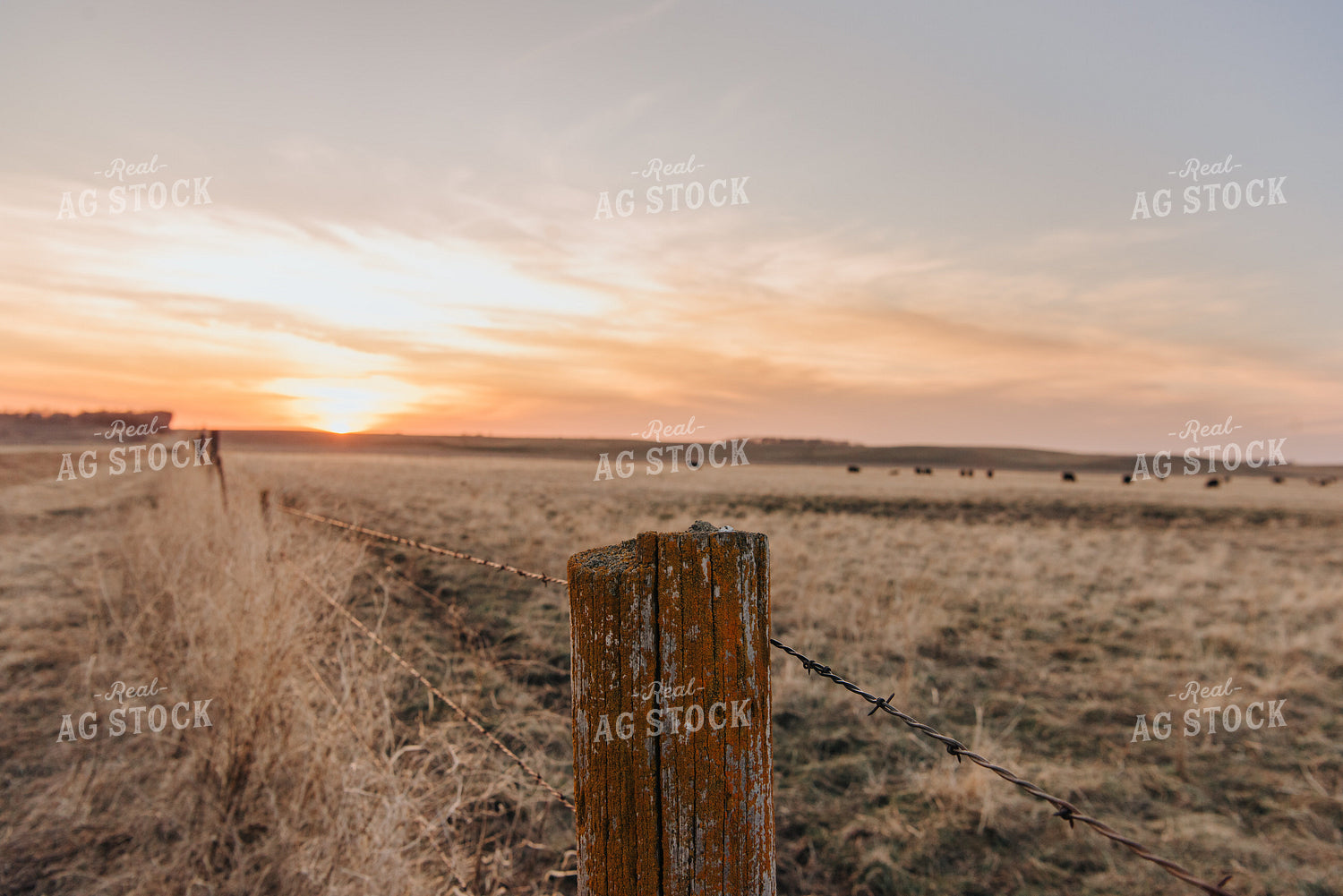 Angus Cattle Grazing in Pasture 68036