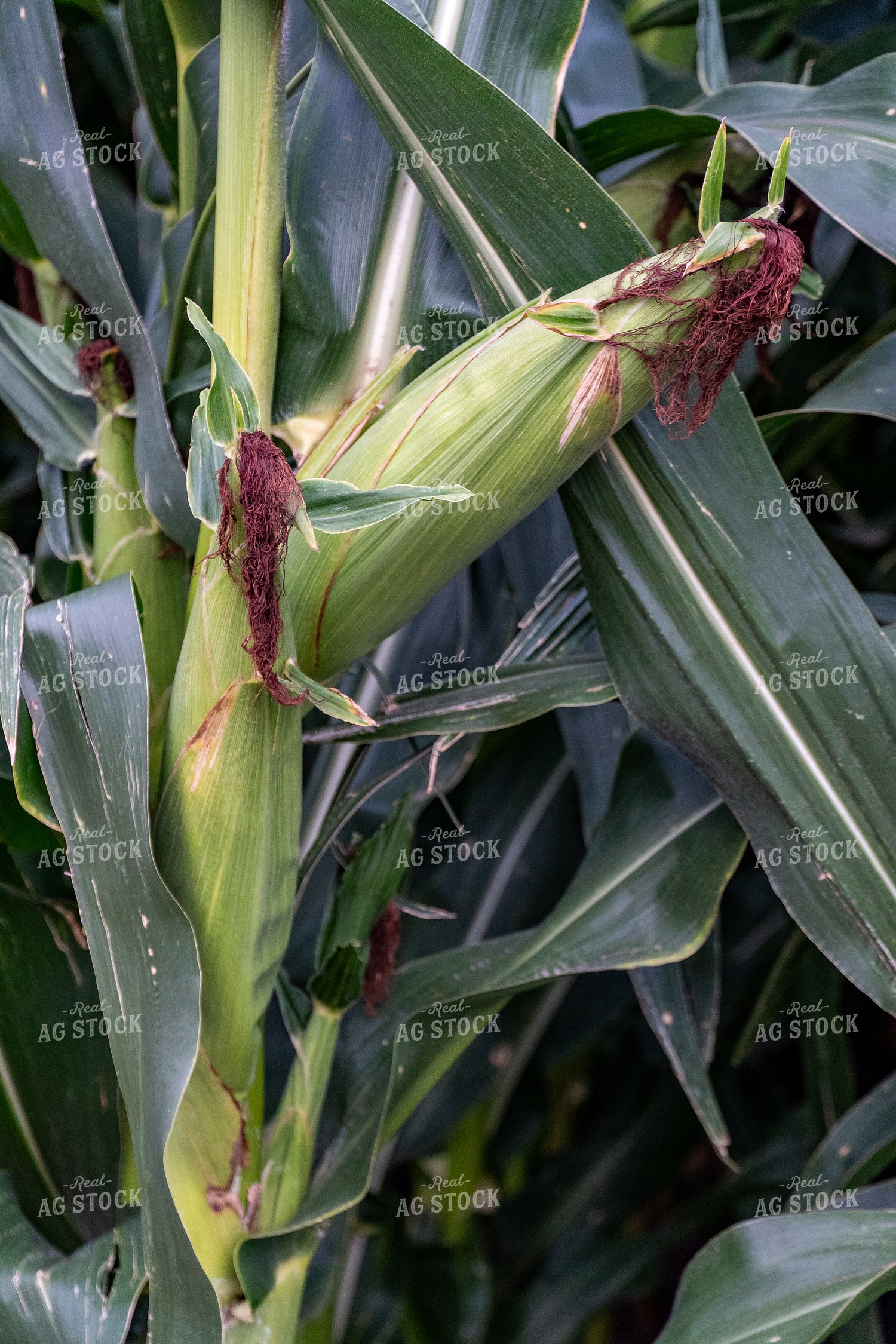 Corn Silking 65066