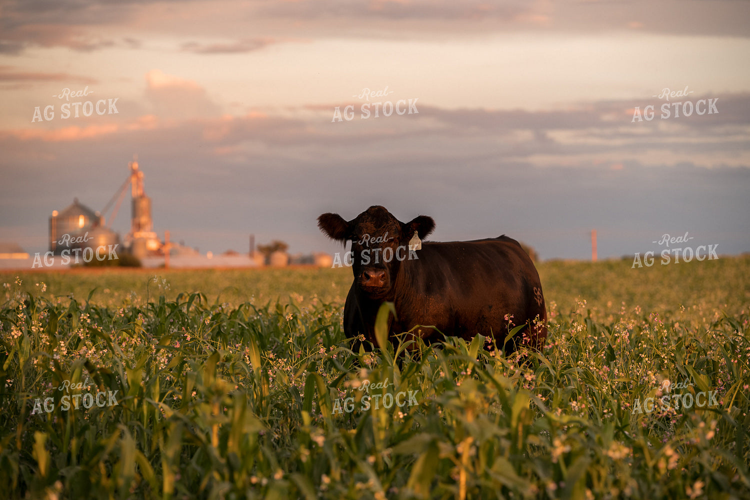 Cattle in Cover Crops 76443