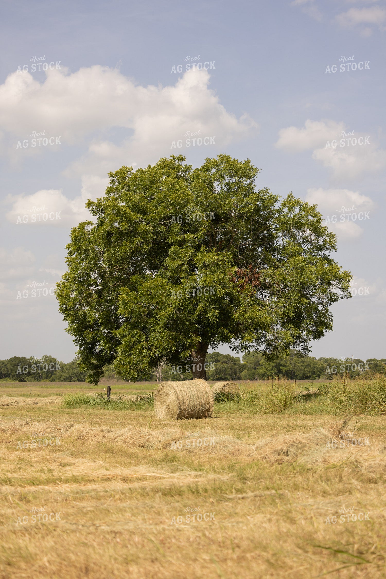 Hay Bale 143017