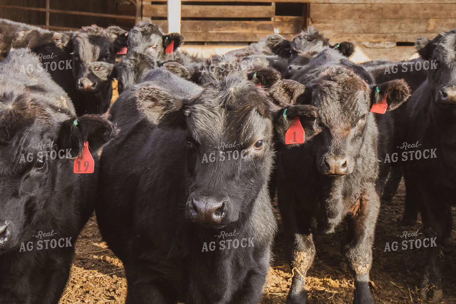 Angus Cattle in Pen 67049