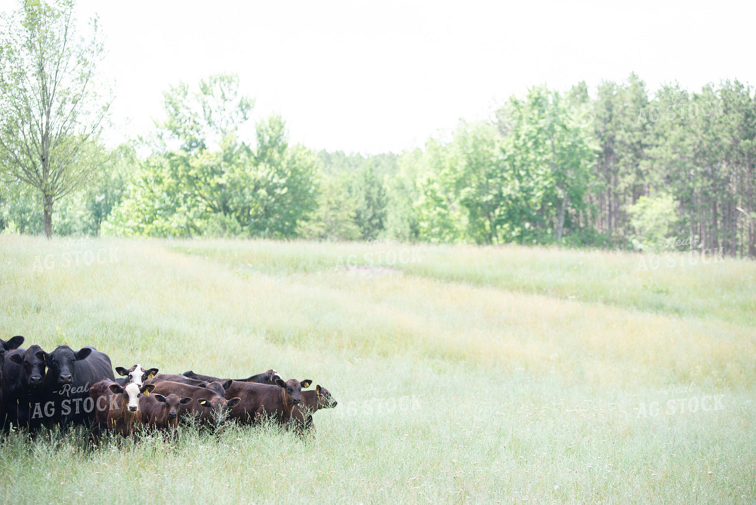 Cattle in Pasture 96007