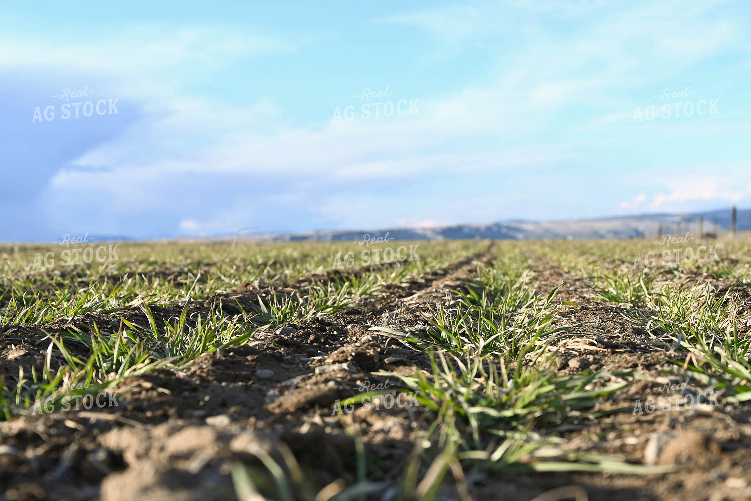 Winter Grazing Cover Crop 253029