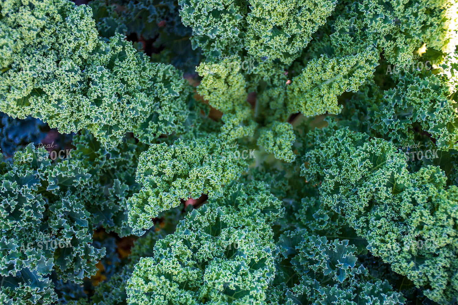 Kale 50206