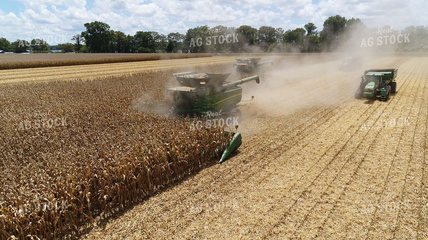 Corn Harvest 80030