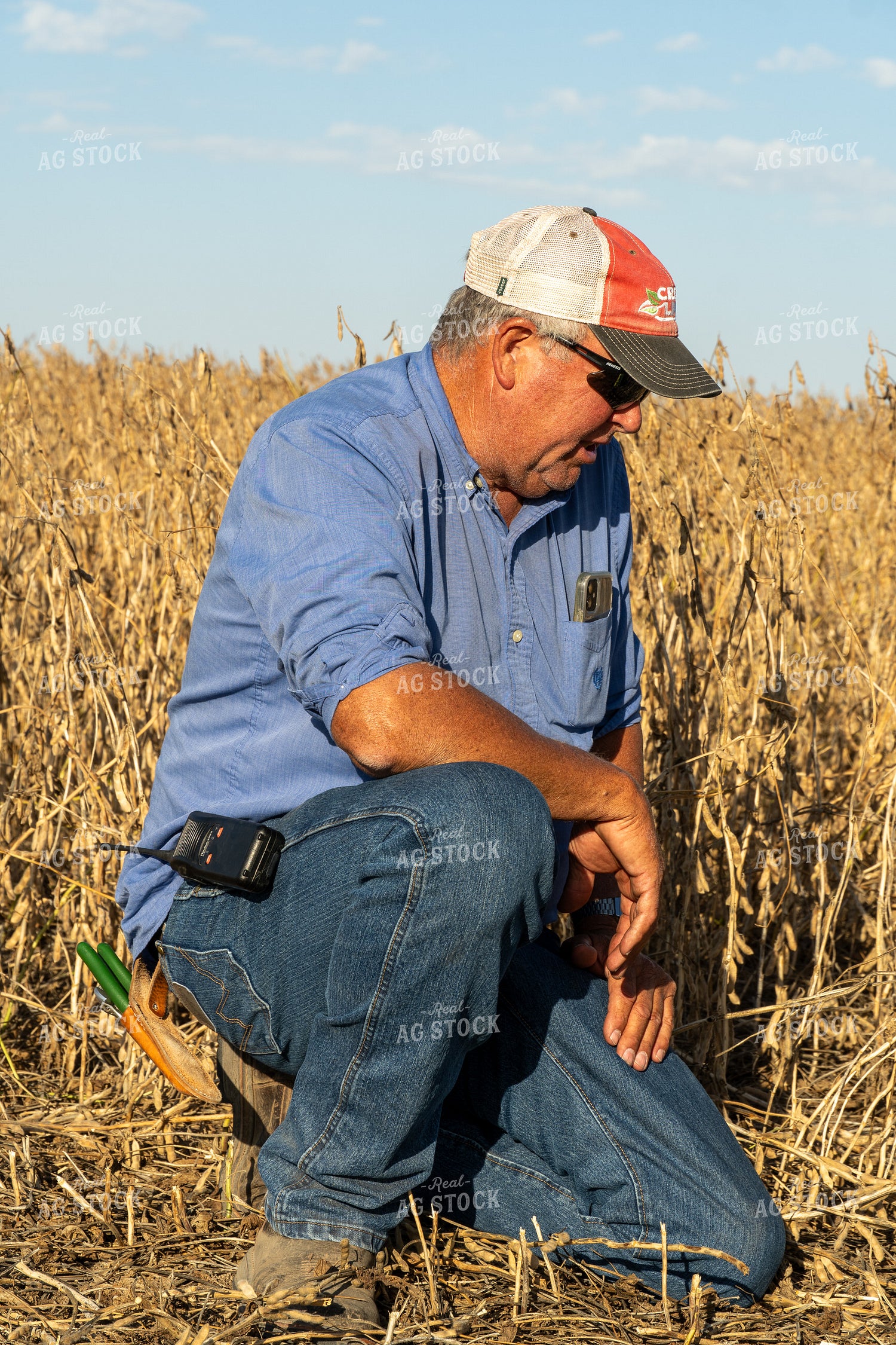 Farmer Checking Beans 65089