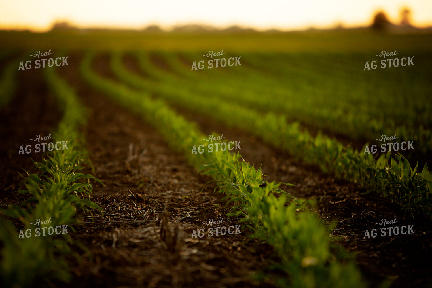 Early Growth Corn 6329