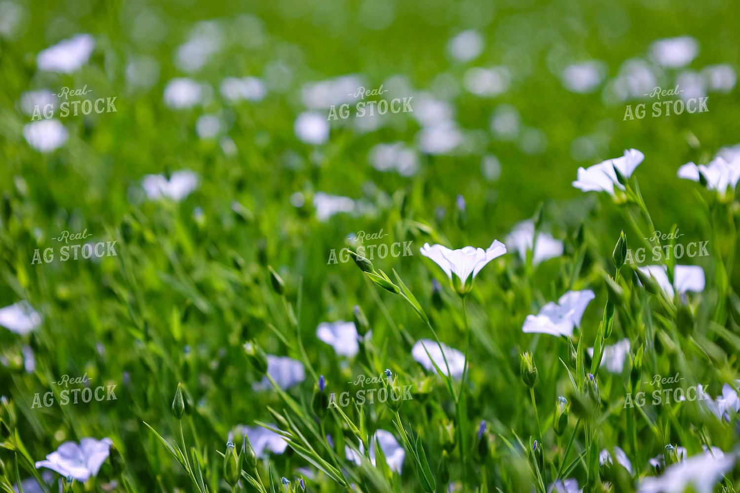 Flowering Flax 187108