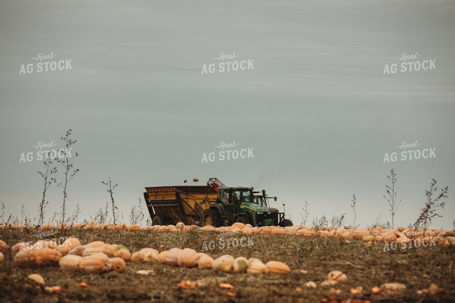 Food Pumpkin Harvest 3551
