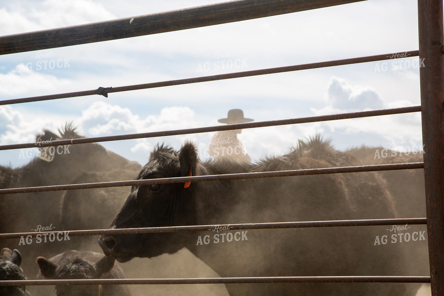 Cattle in Pin 130023
