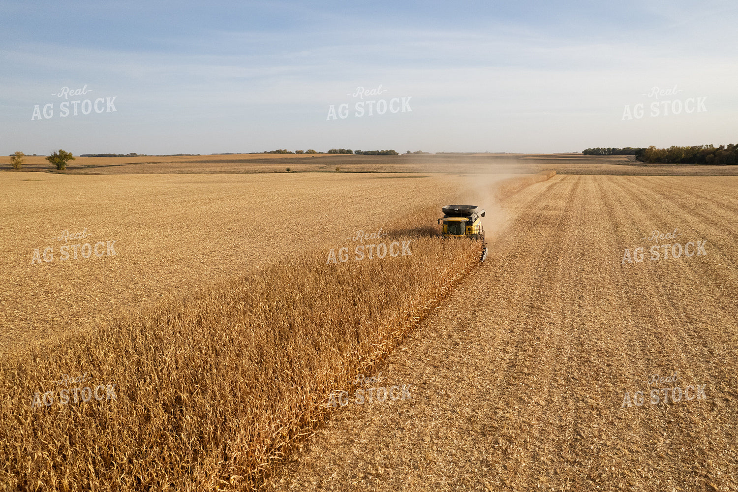 Corn Harvest 255002