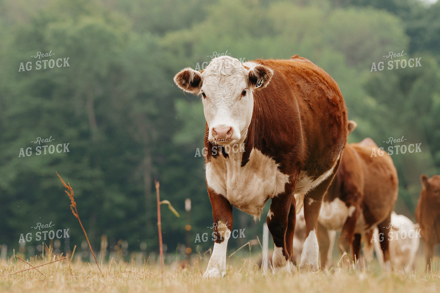 Hereford Cattle on Pasture 68166