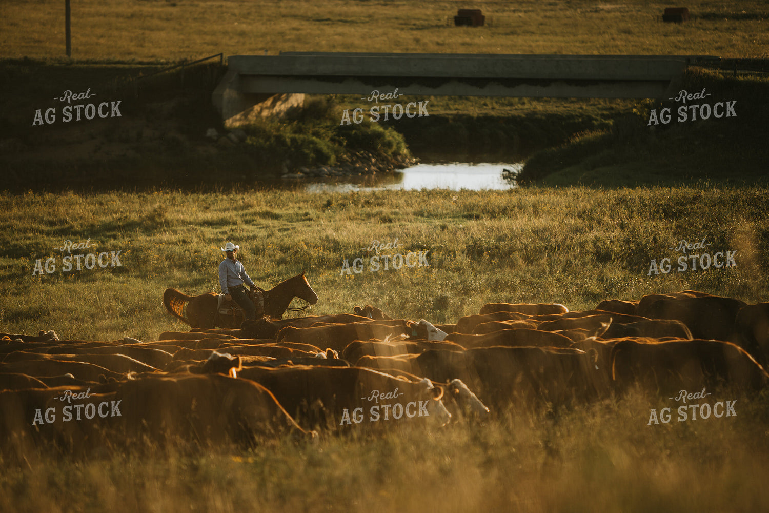 Rancher and Cattle in Pasture 6409