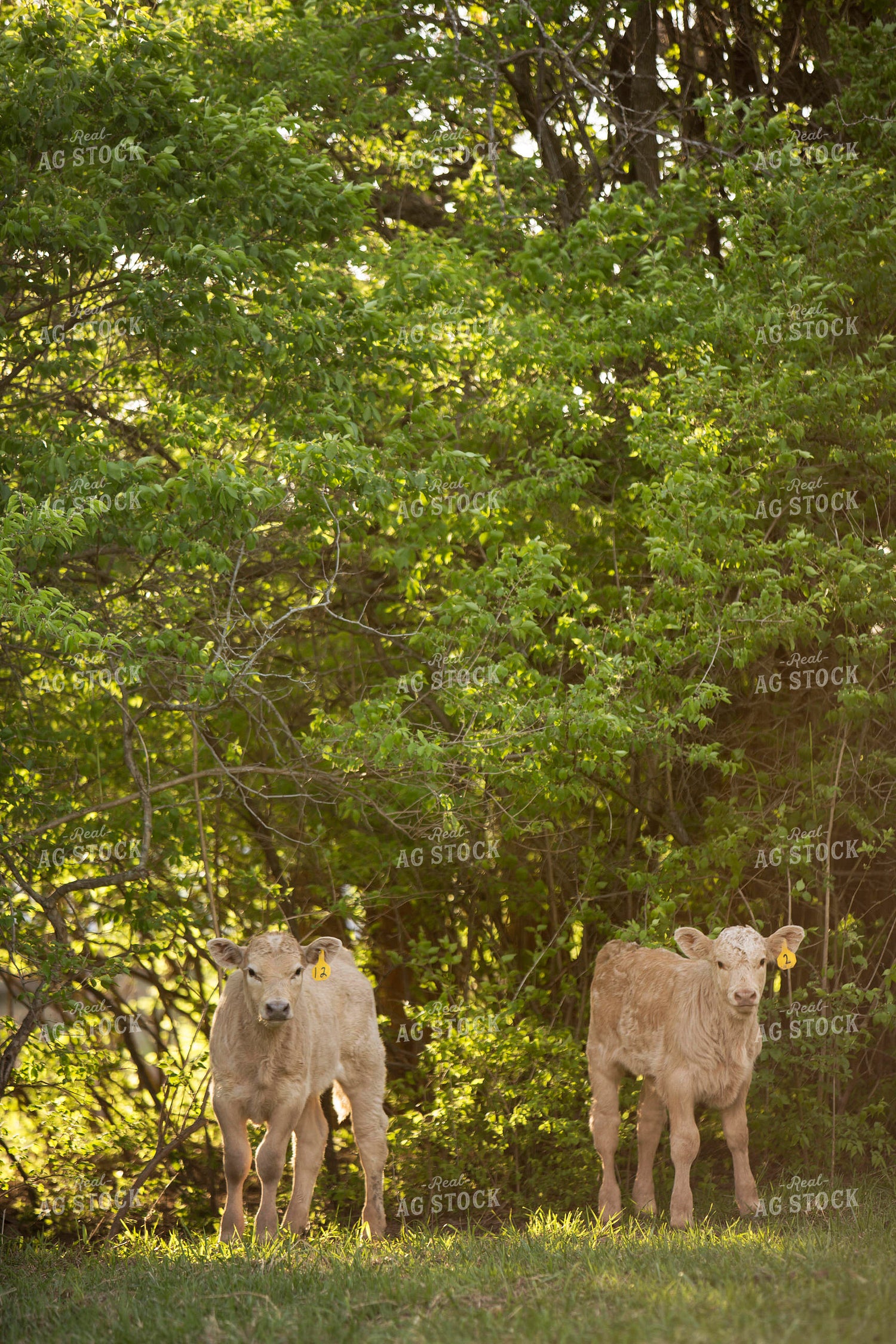 Calf - Charolais and Angus Cross 18