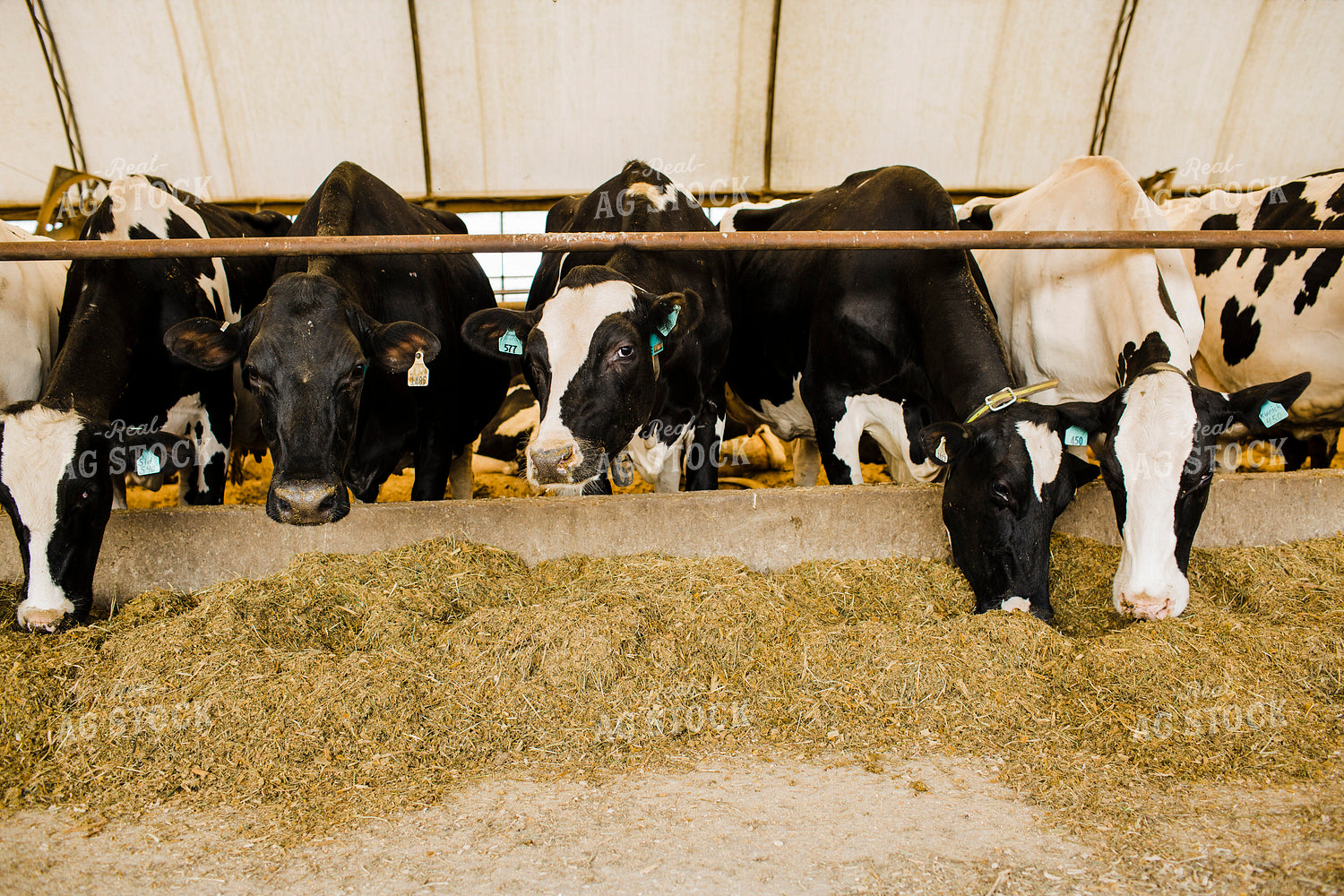 Dairy 2682