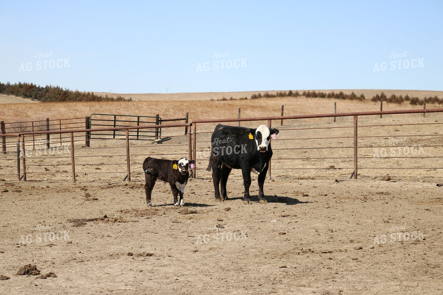 Black Baldy Cow and Calf 82056