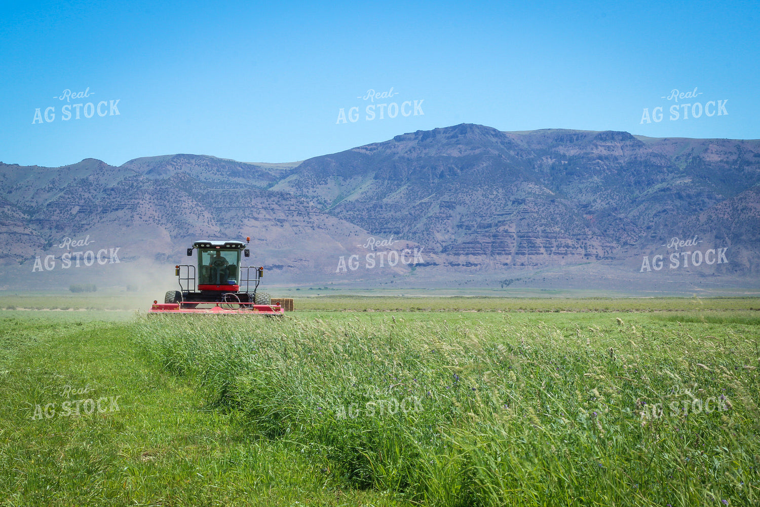 Cutting Summer Hay Alfalfa and Mixed Grass 78129
