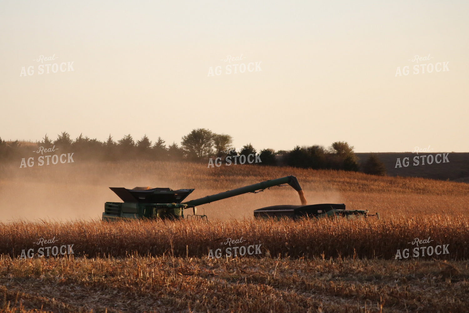 Corn Harvest 82102
