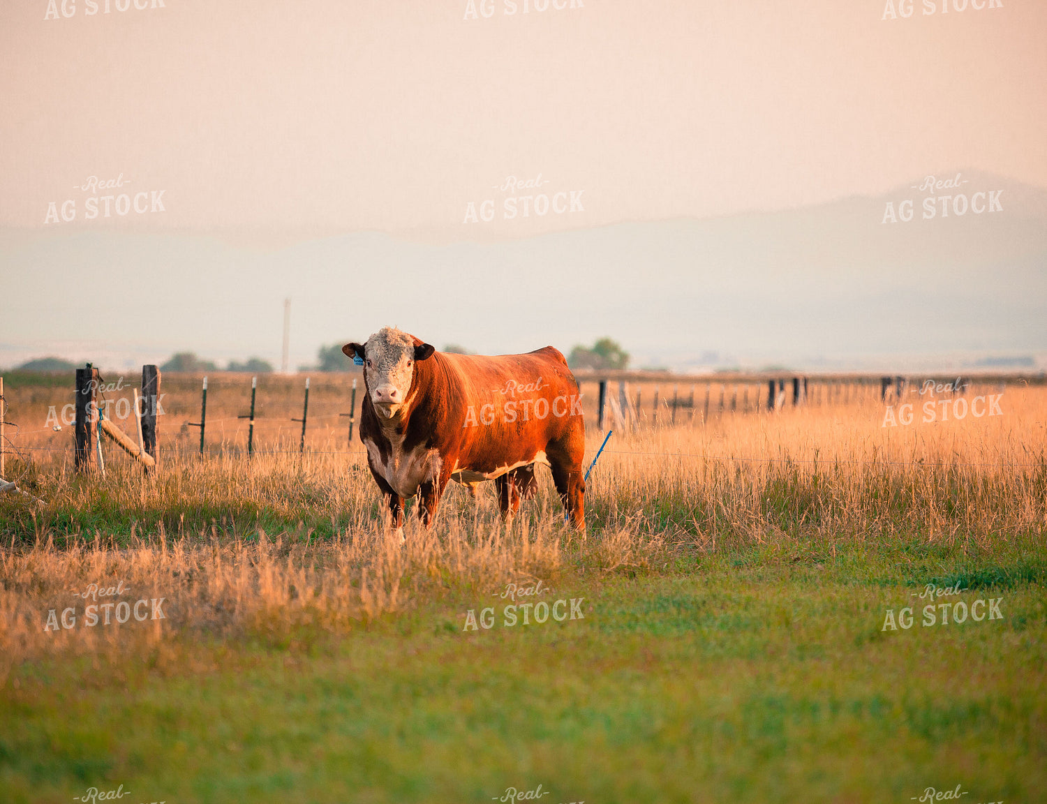 Hereford Bull 81022