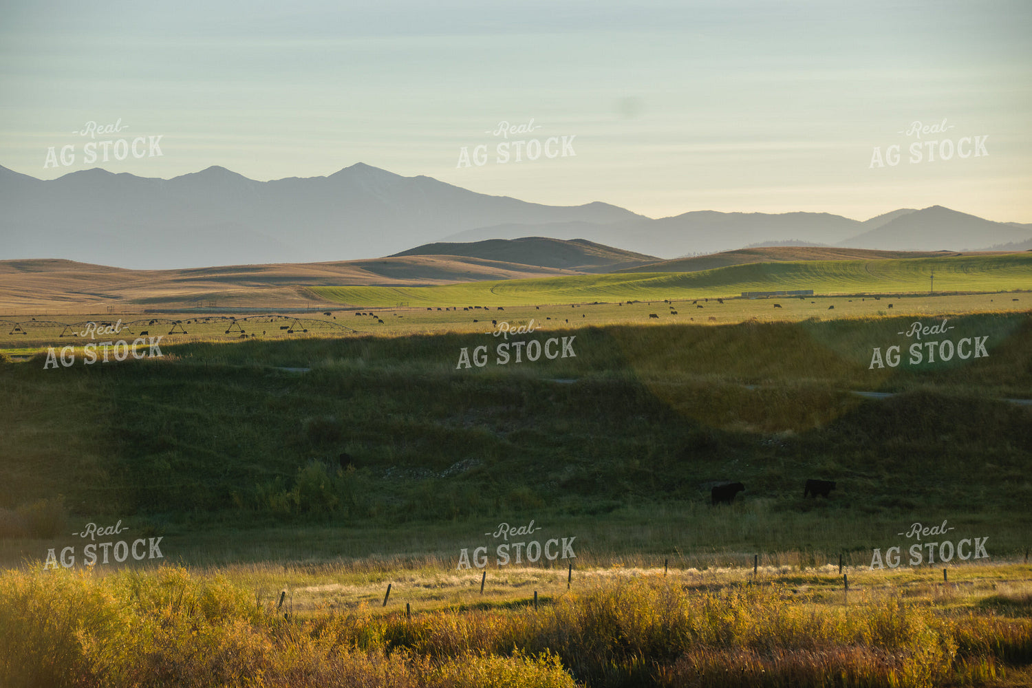 Cattle on Irrigated Pasture 51024