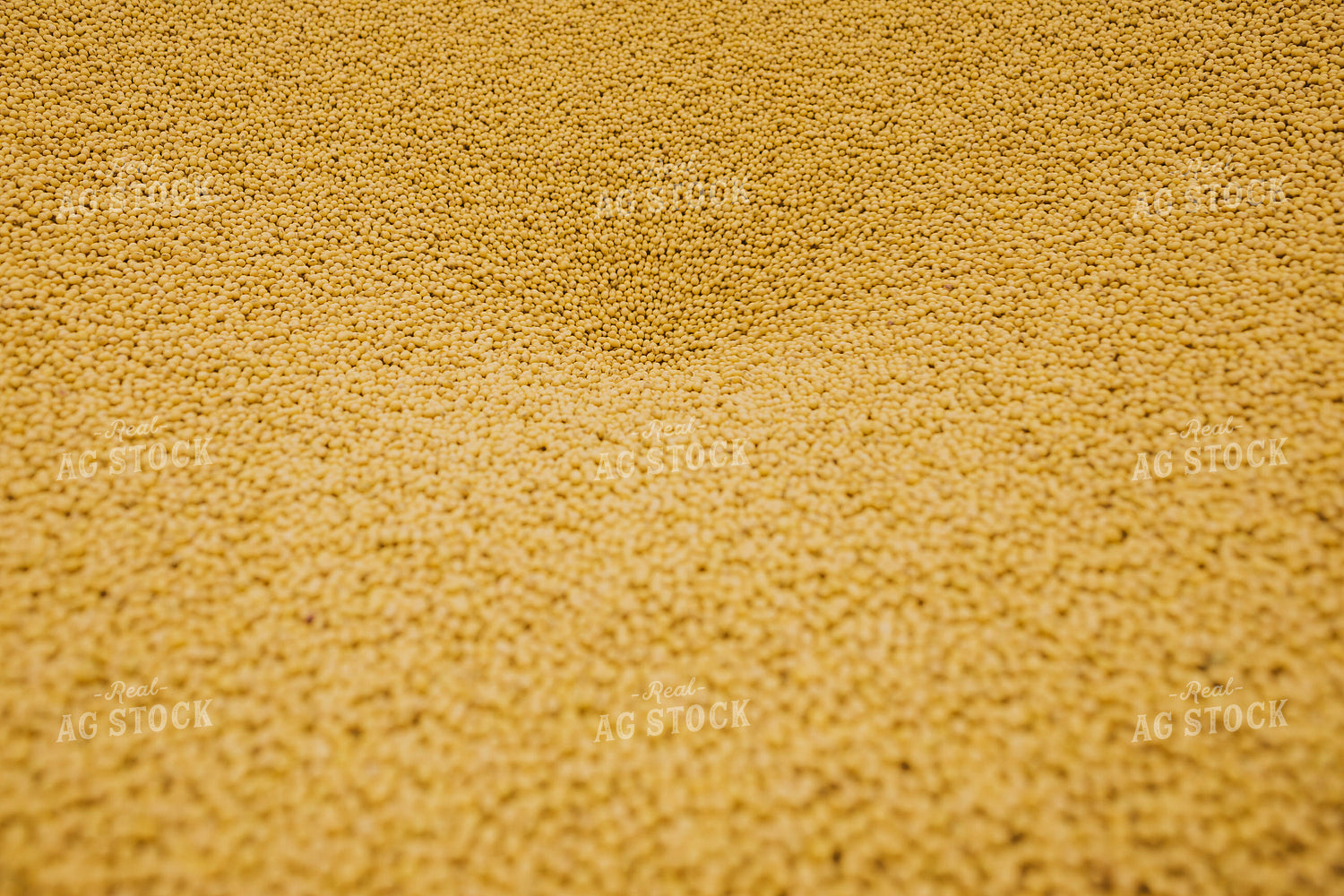 Untreated Soybean Close Up 5364