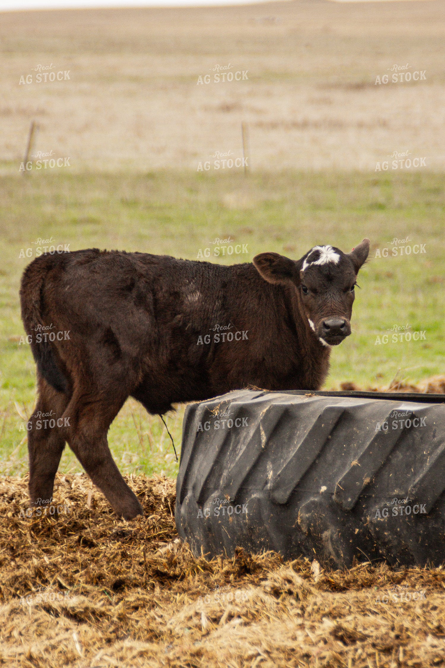 Calf 155137