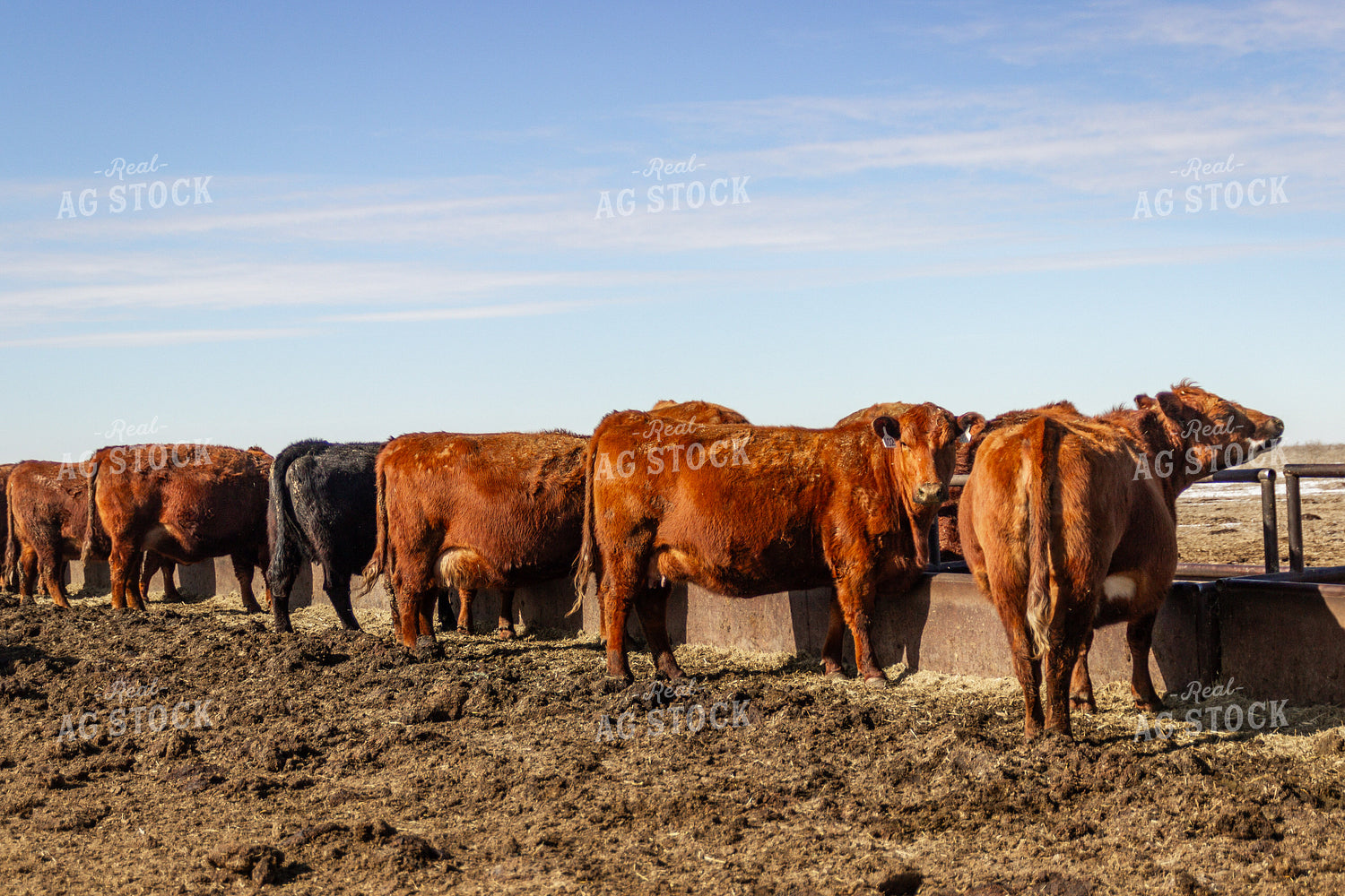Pregnant Cows Eating at Feedbunk 155142