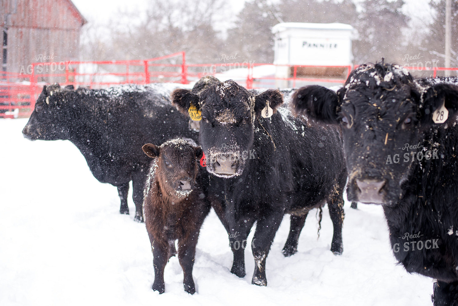 Angus Cattle in Snow 74033