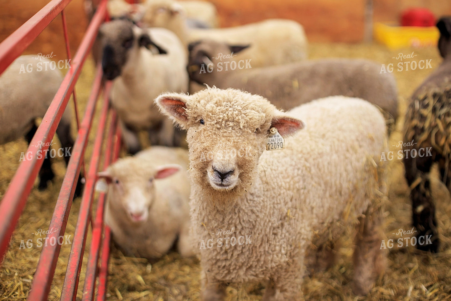 Sheep in Barn 93186