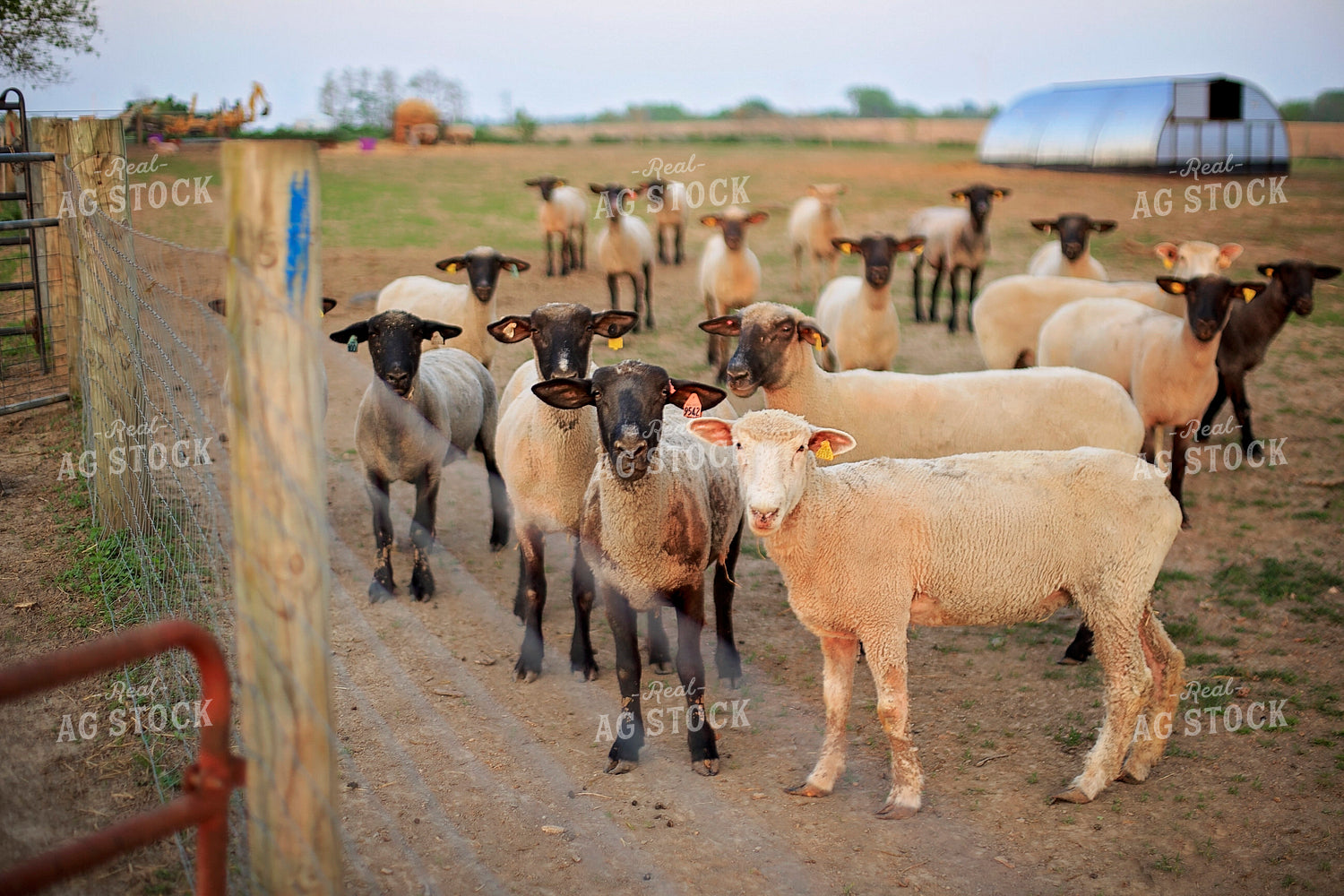 Sheep in Pasture 93171