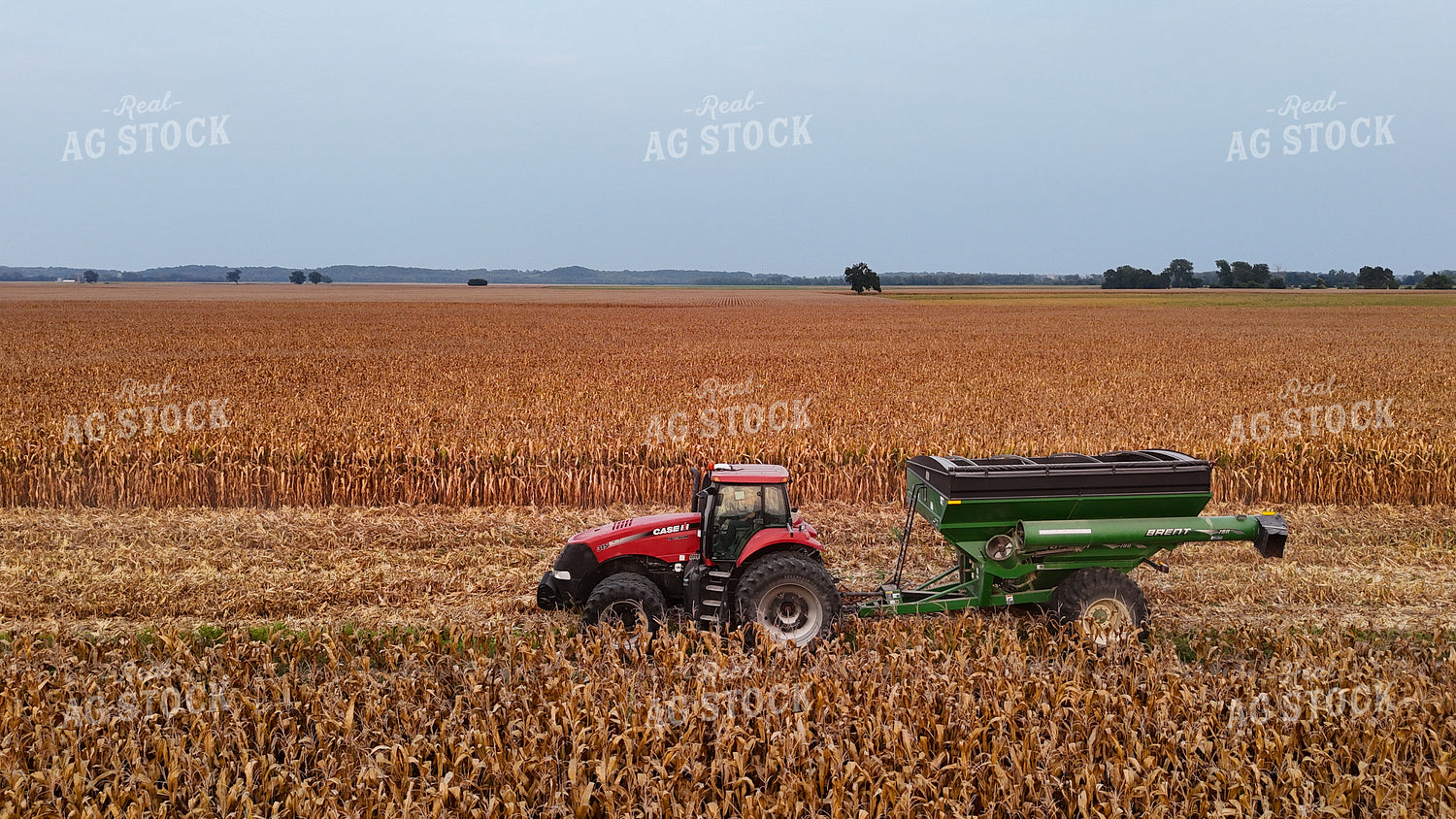 Corn Harvest 191271