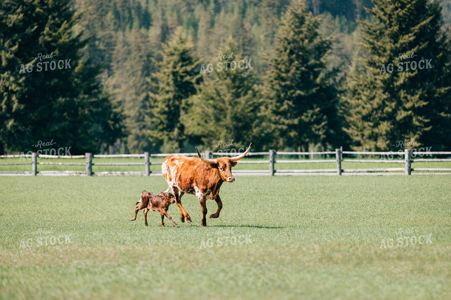 Longhorn Cow and Calf 178003