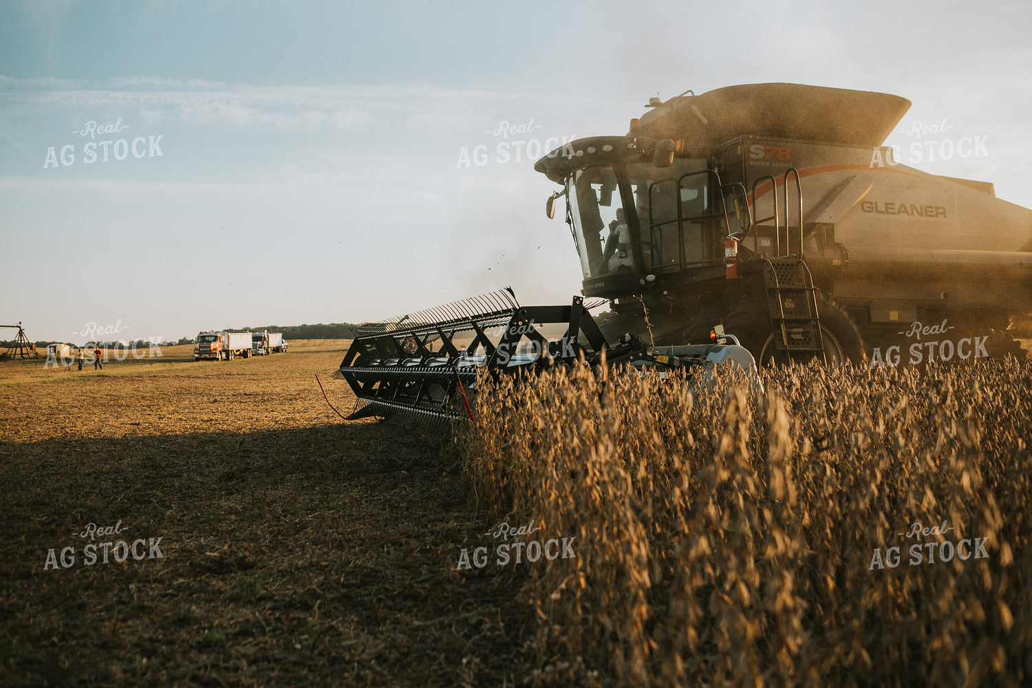 Combine Cutting Soybeans at Sunset 4858