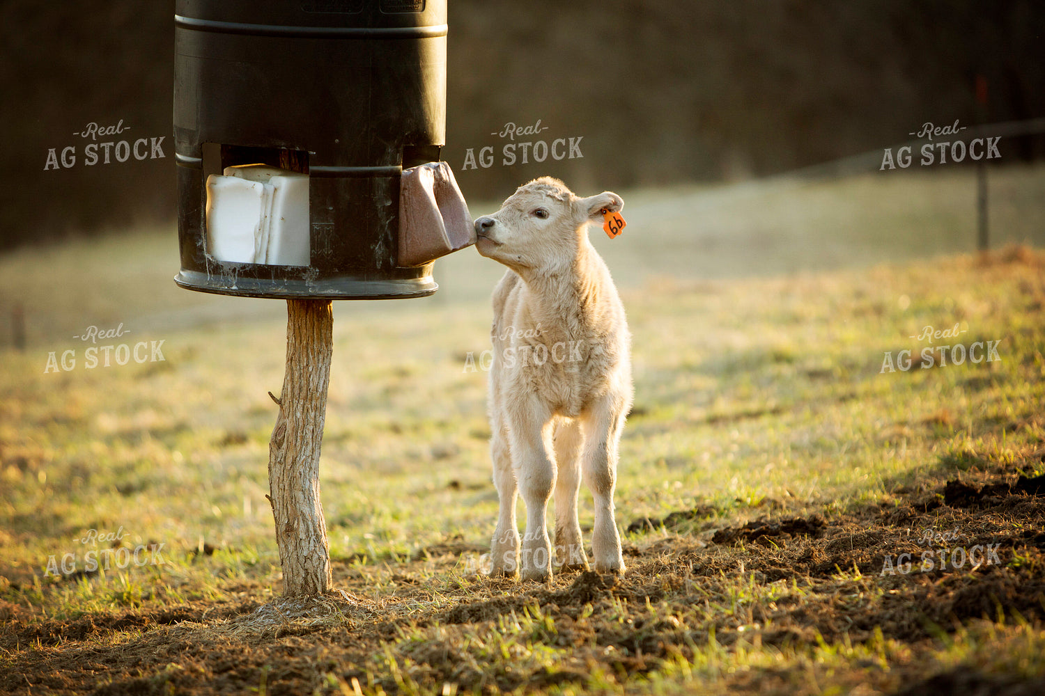 Calf - Charolais and Angus Cross 2276