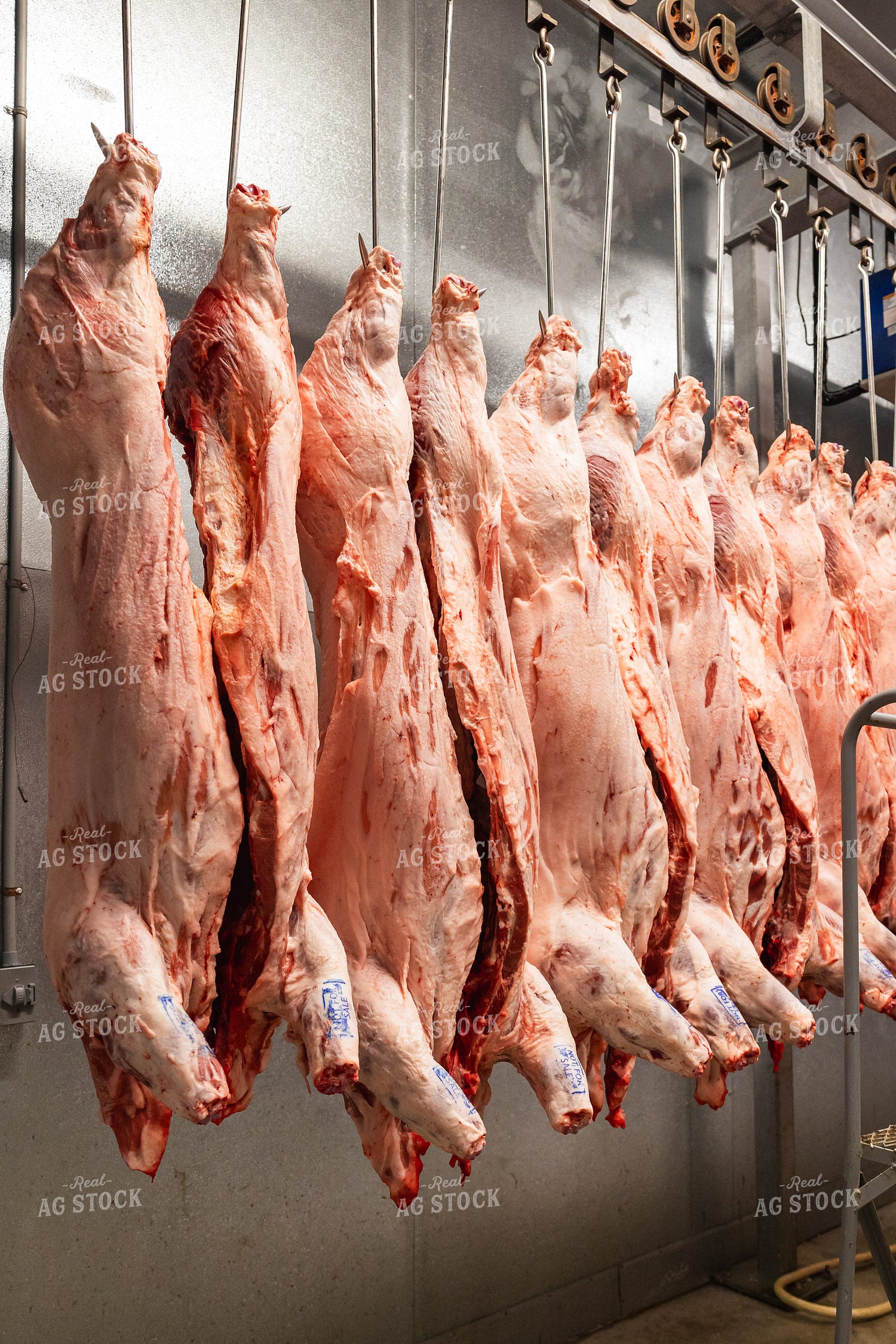 Pork Carcass in Meat Locker 52771