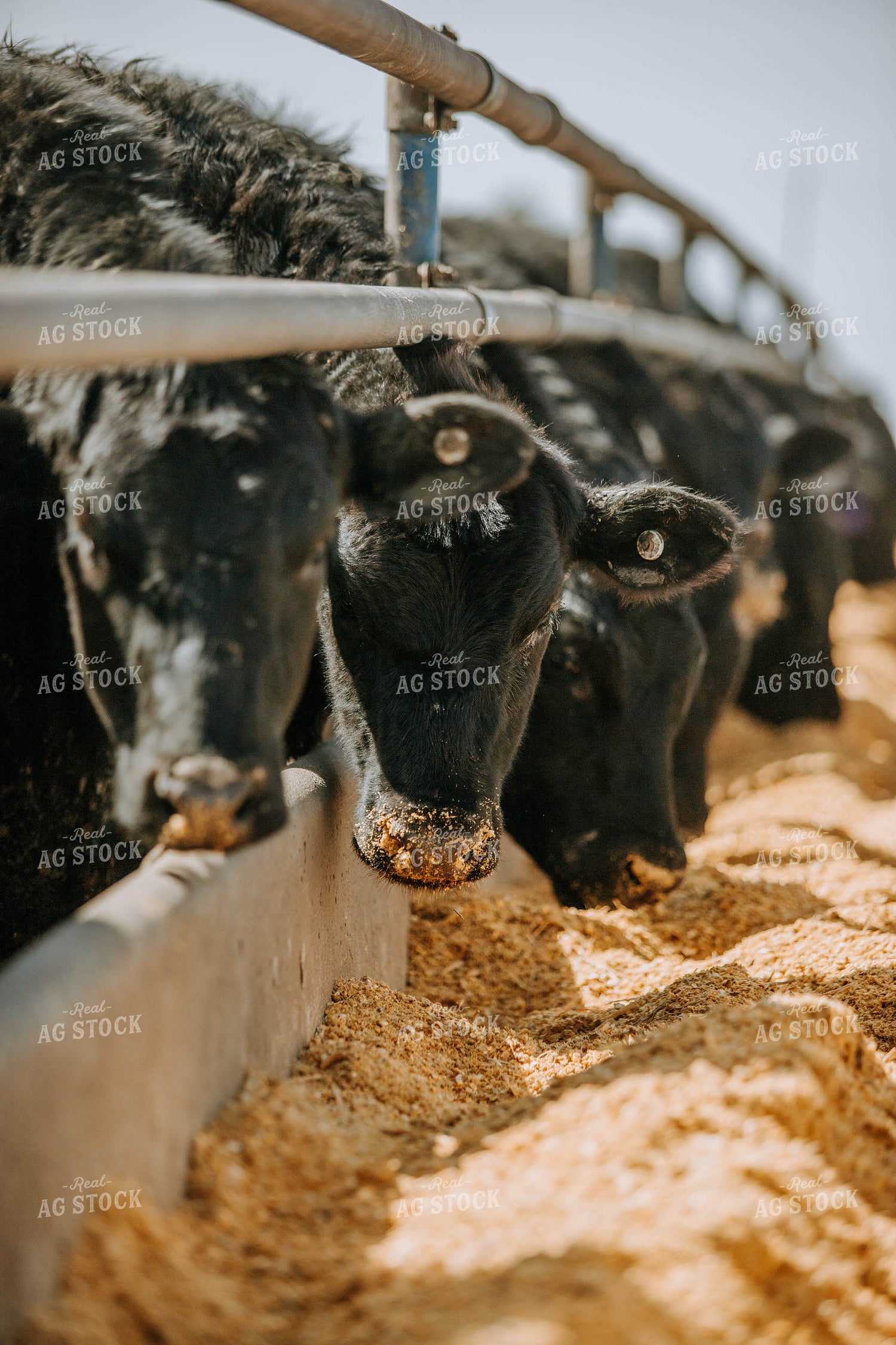 Cattle Eating out of Trough 77201