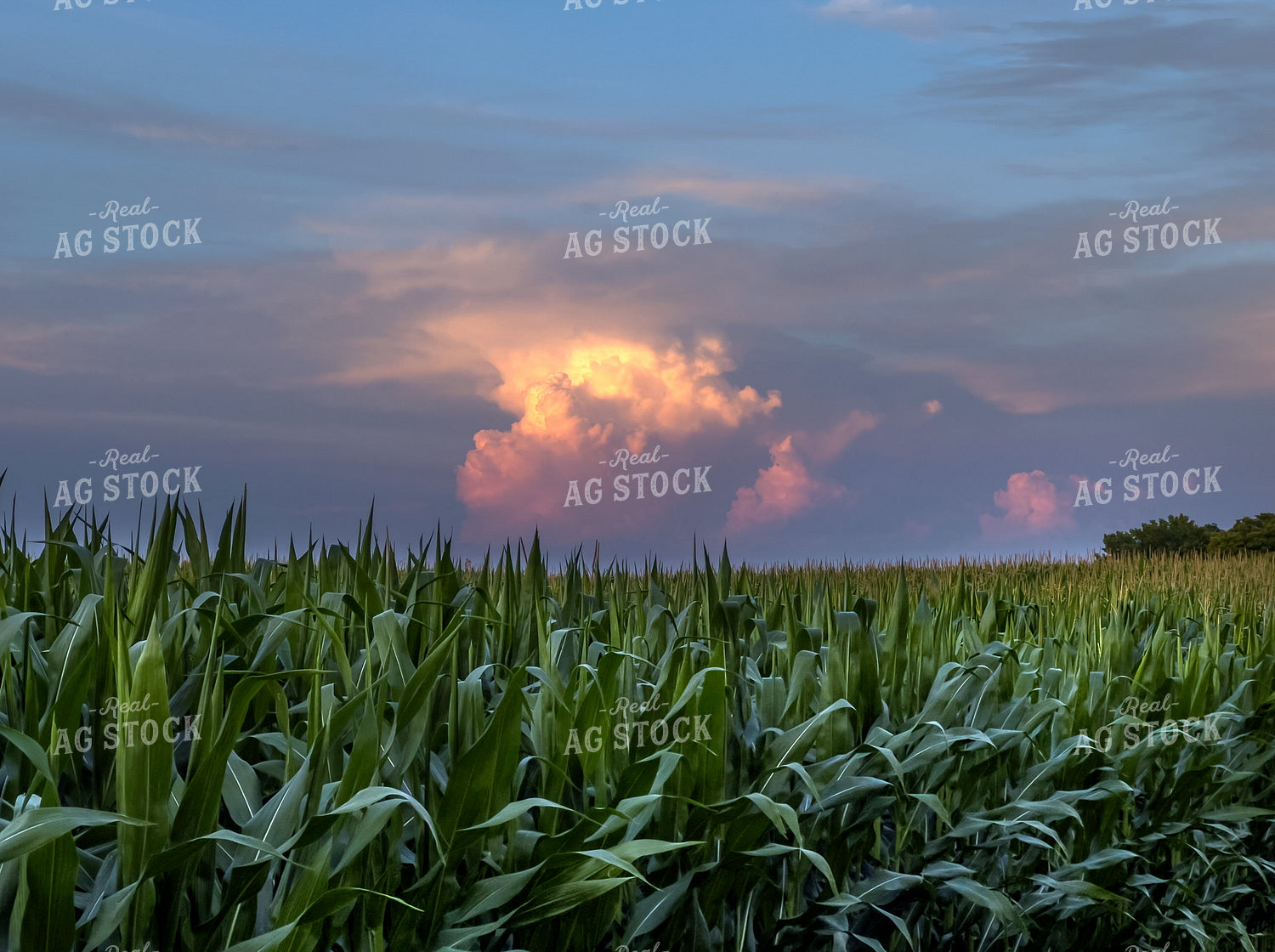 Sunset over Corn Field 154046