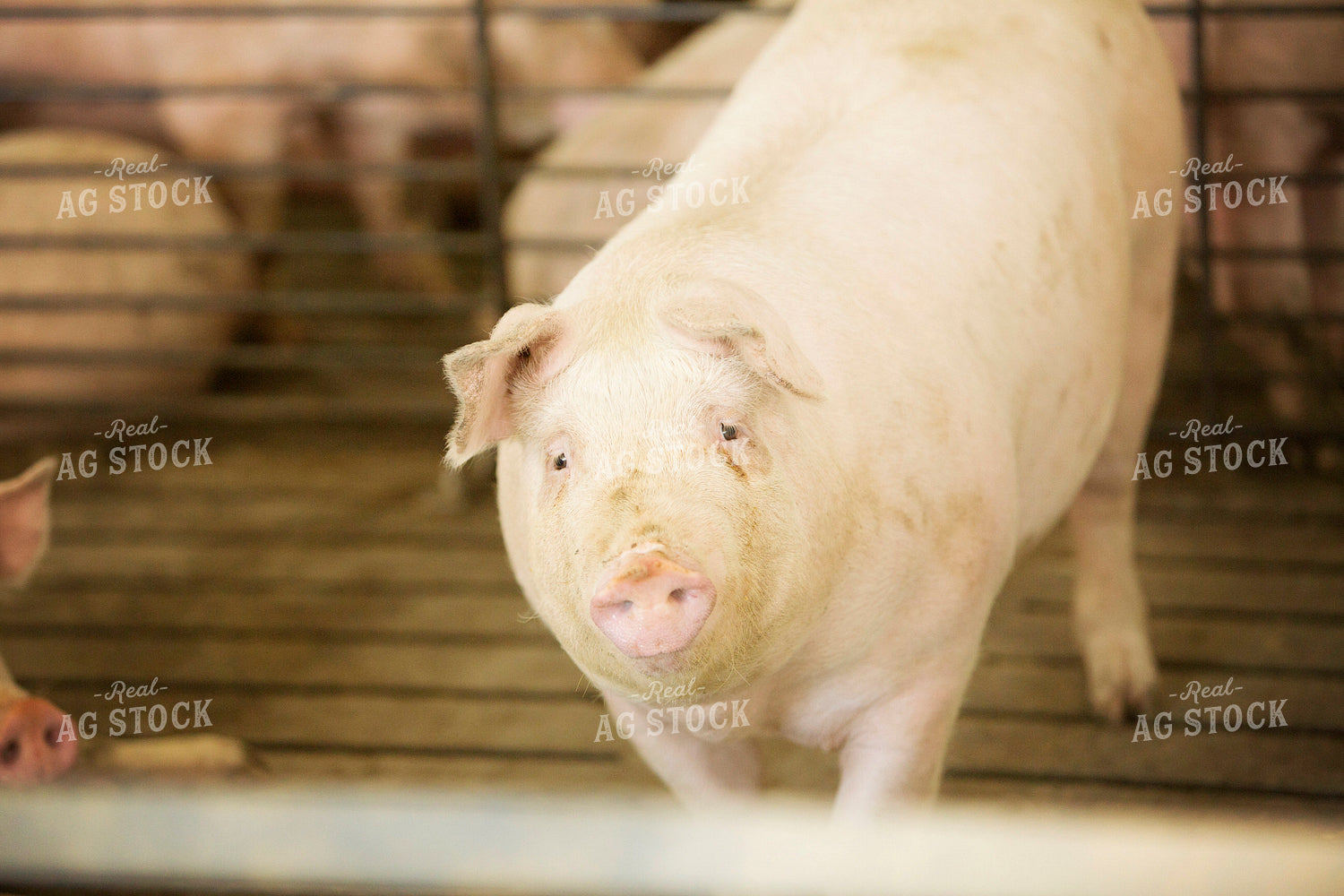 Finishing Pigs in Barn with Slatted Floor 3892
